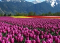 13 lakh tulips to mesmerize visitors at Tulip Garden Sgr this season