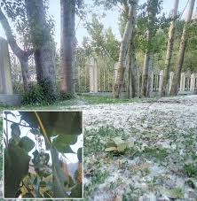 COVID19:DC directs for axing Female Russian Poplar Trees in Kupwara