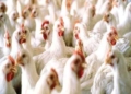 Govt fixes rate of chicken at Rs 135/kg in Kashmir
