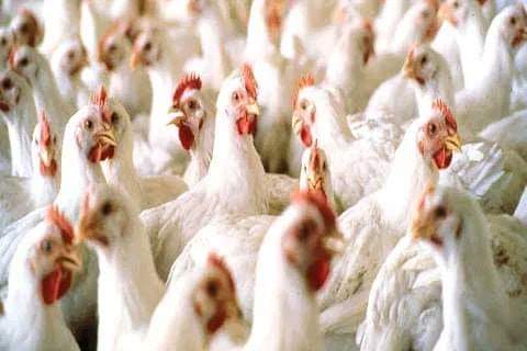 Govt fixes rate of chicken at Rs 135/kg in Kashmir