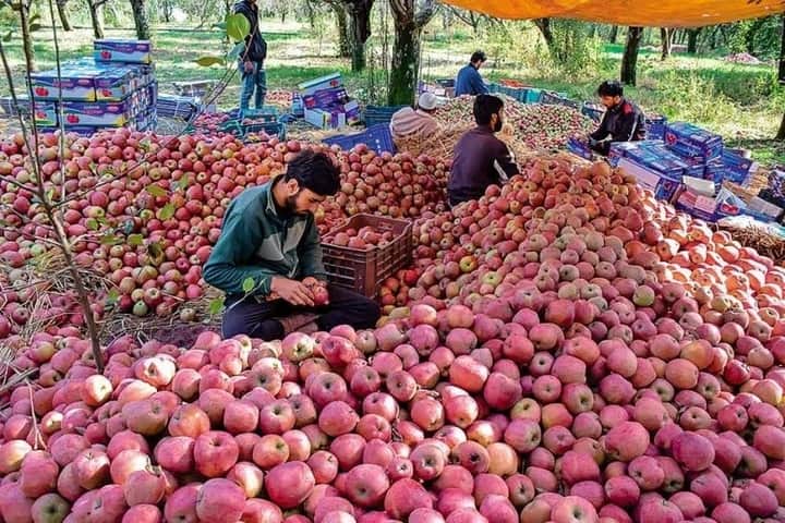 COVID: Lockdown worries apple growers in Kashmir yet again