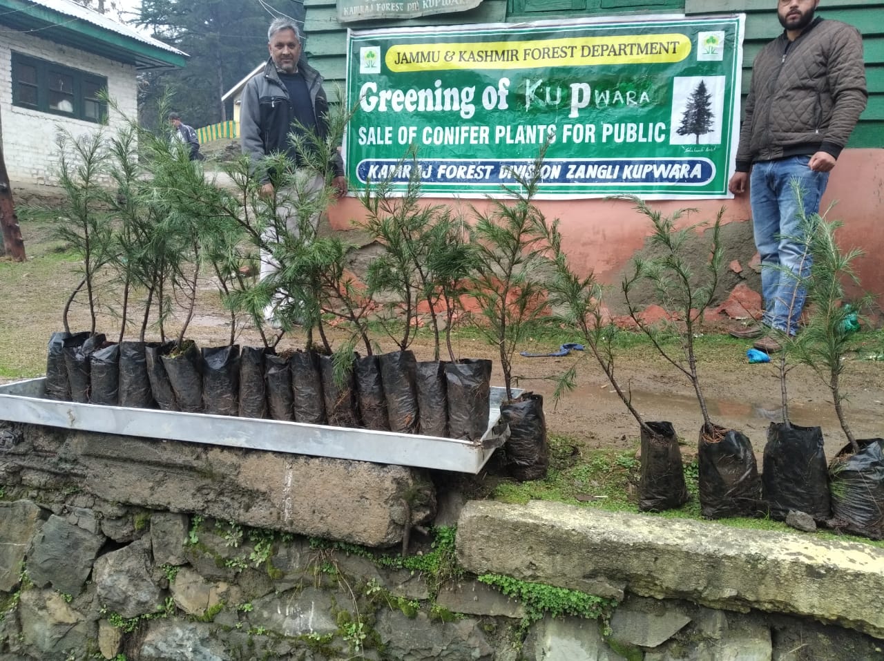 Kamraj Forest Division launched sale of conifer plants at Forest Complex Zangli Kupwara
