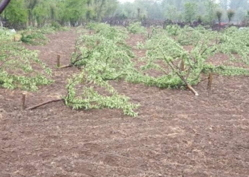 Miscreants chop off 120 apple trees in North Kashmir’s Kupwara village