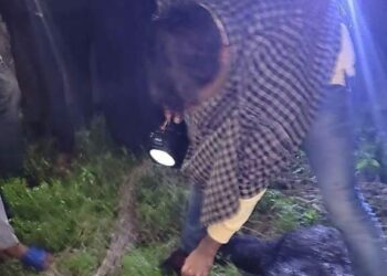 Female Black Bear Caught In Village In Handwara