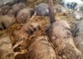 Leopard kills 22 sheep In Kunzer Baramulla