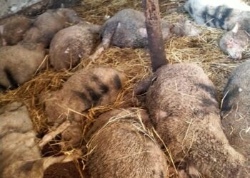 Leopard kills 22 sheep In Kunzer Baramulla