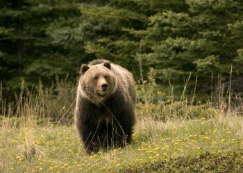 Wildlife official among two injured in bear attack in south Kashmir’s Shopian