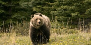 Wildlife official among two injured in bear attack in south Kashmir’s Shopian