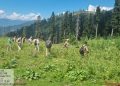 Nasha Mukt Bharat Abhiyaan: ‘Bhung’ cultivation destroyed in North Kashmir