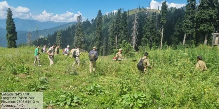 Nasha Mukt Bharat Abhiyaan: ‘Bhung’ cultivation destroyed in North Kashmir