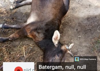 Lumpy Skin Disease hits Kupwara with death of 100 cattle, 1500 infections