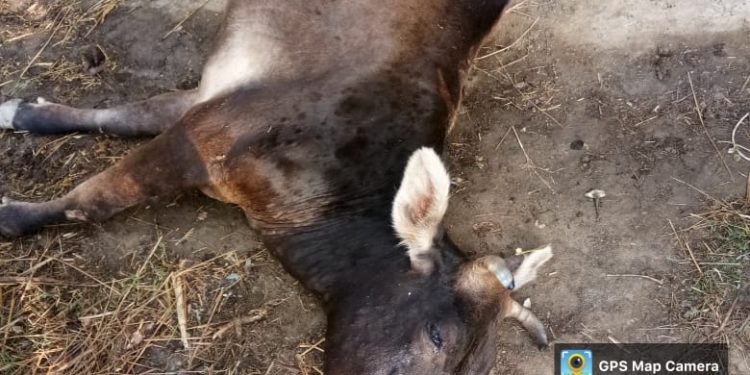 Lumpy Skin Disease hits Kupwara with death of 100 cattle, 1500 infections