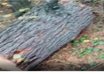 Bank official booked for illegally cutting down tree in Langate Forest Division.