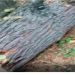 Bank official booked for illegally cutting down tree in Langate Forest Division.