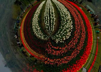 Tulip Garden to be thrown open for public on March 19
