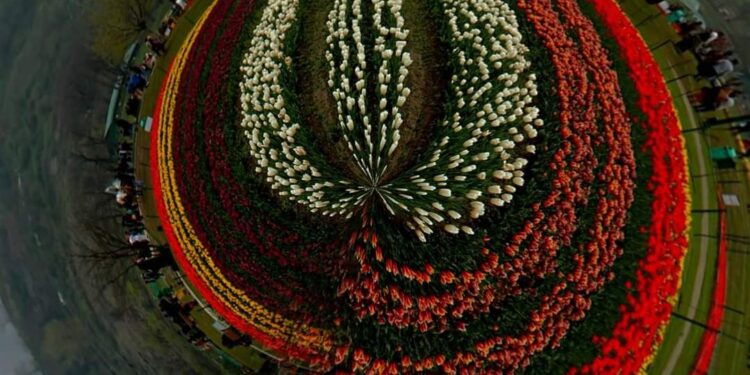 Tulip Garden to be thrown open for public on March 19