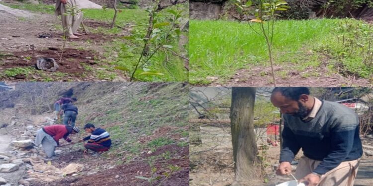 Over 50000 saplings planted in Kupwara district under “NREGA convergence plantation drive”