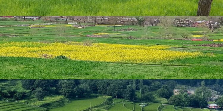 Farmers reap dividends, as Karnah turns to double cropping