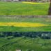 Farmers reap dividends, as Karnah turns to double cropping