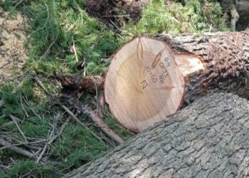 Kupwara: Forest department denied allegations of “Timber log illegal extraction”
