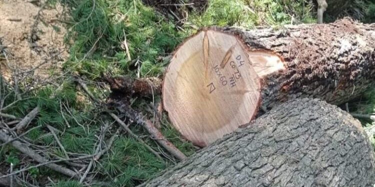 Kupwara: Forest department denied allegations of “Timber log illegal extraction”