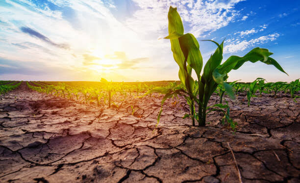 Lack of irrigation worries farmers in Kupwara