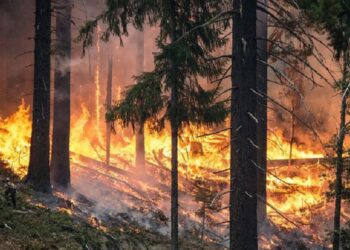 JK-DMA forewarns of ‘extreme forest fire’ risk in next 7 days