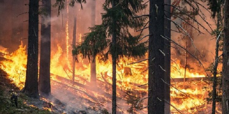 JK-DMA forewarns of ‘extreme forest fire’ risk in next 7 days