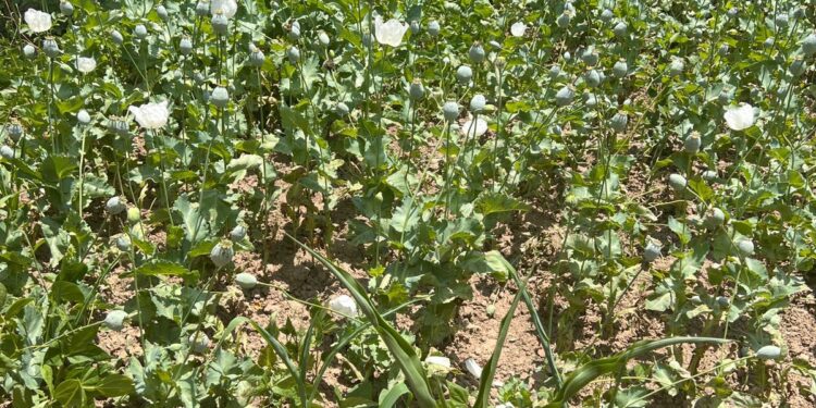 Kupwara – Poppy Cultivation booked and destroyed in Kralpora