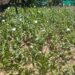 Kupwara – Poppy Cultivation booked and destroyed in Kralpora