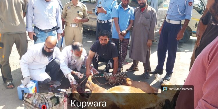 Shelter House Missing in Kupwara: Injured Horse Treated, But Where Will It Go at Night?